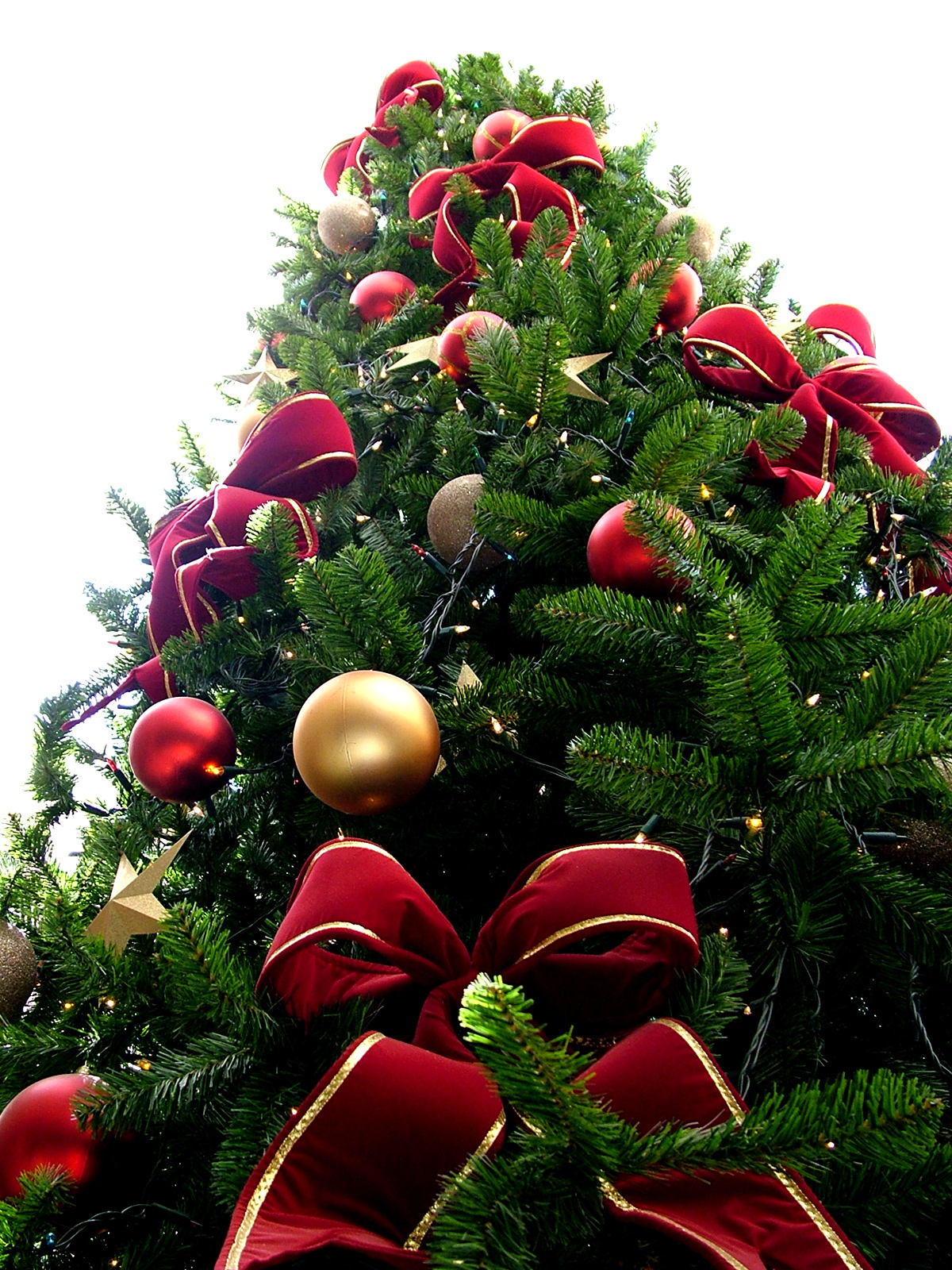 Vente de sapin de Noël